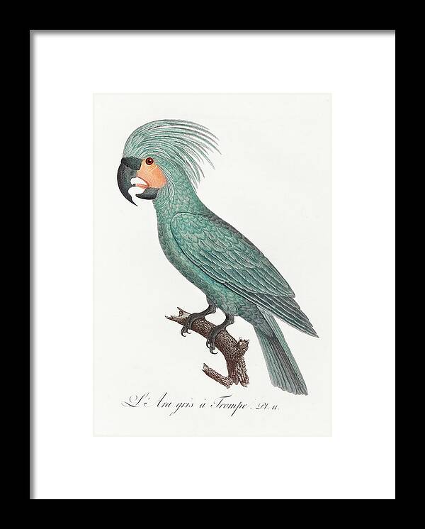 Palm Cockatoo Framed Print featuring the mixed media Palm Cockatoo by World Art Collective