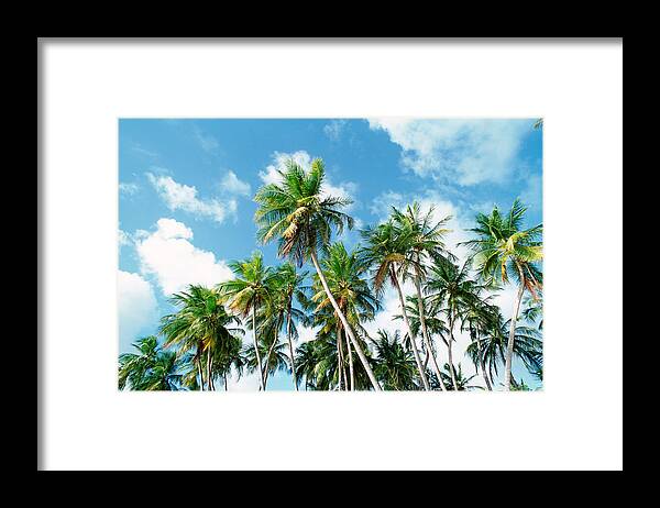 Tropical Tree Framed Print featuring the photograph Palm grove by James Hardy