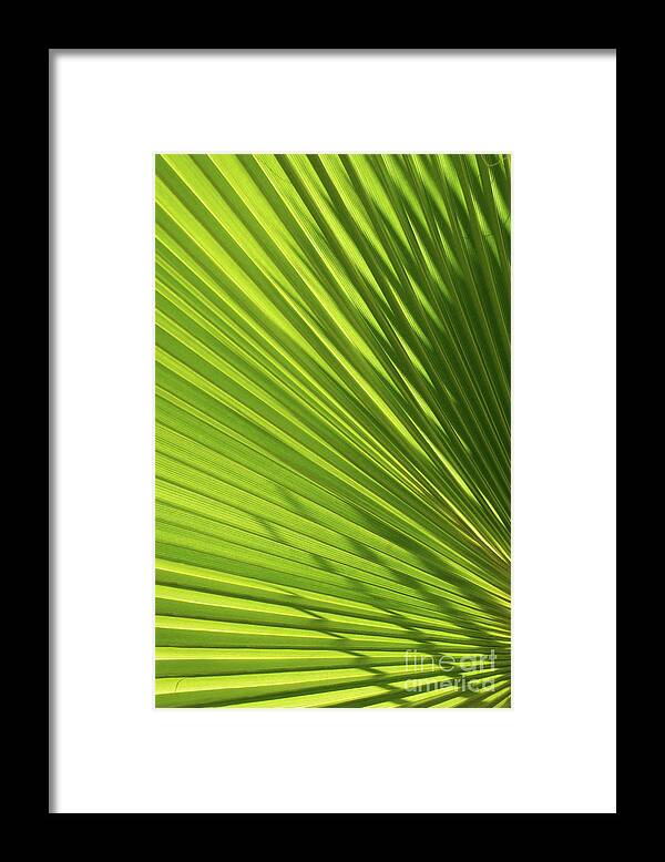 Palm Leaf Framed Print featuring the photograph Palm leaf with light and shadow 2 by Adriana Mueller