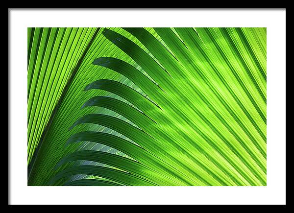 Nature Framed Print featuring the photograph Palm Leaves by Erika Valkovicova