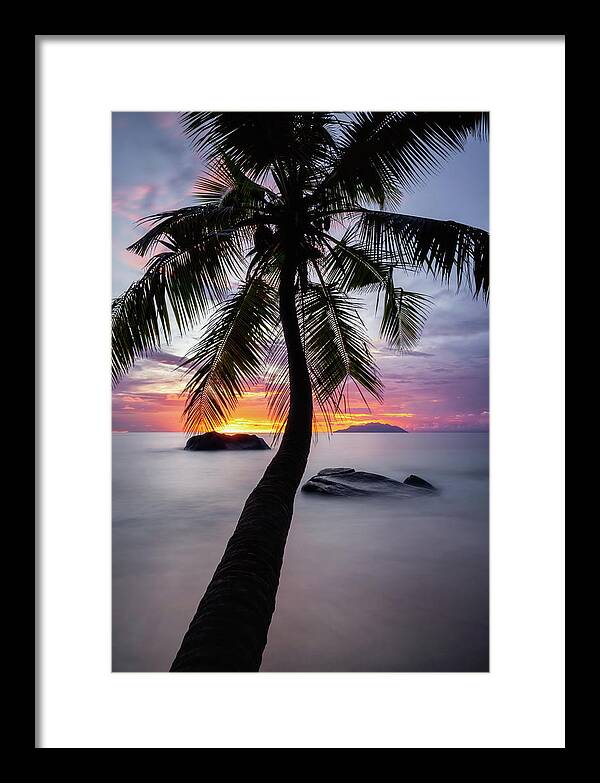 Palm Framed Print featuring the photograph Palm tree by Erika Valkovicova