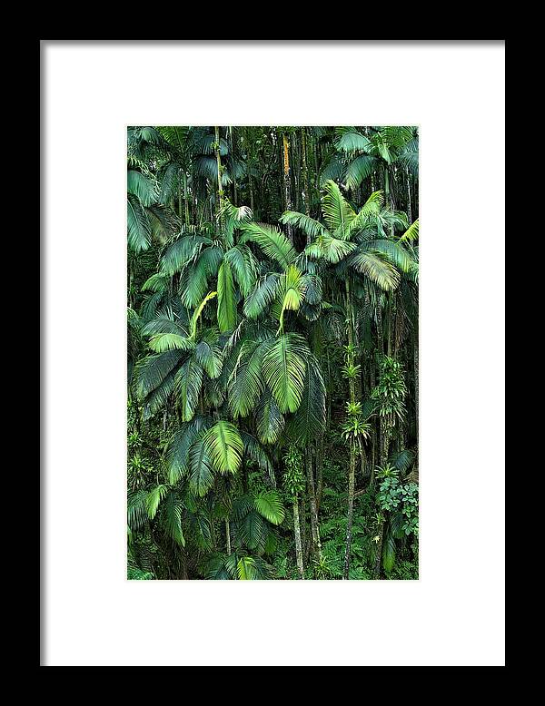Palm Trees Framed Print featuring the photograph Palm Tree Forest Hawai'i Island by Heidi Fickinger