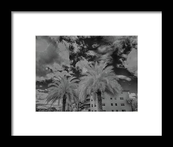 Black And White Framed Print featuring the photograph Palm Tree in infrared black and white by Alan Goldberg