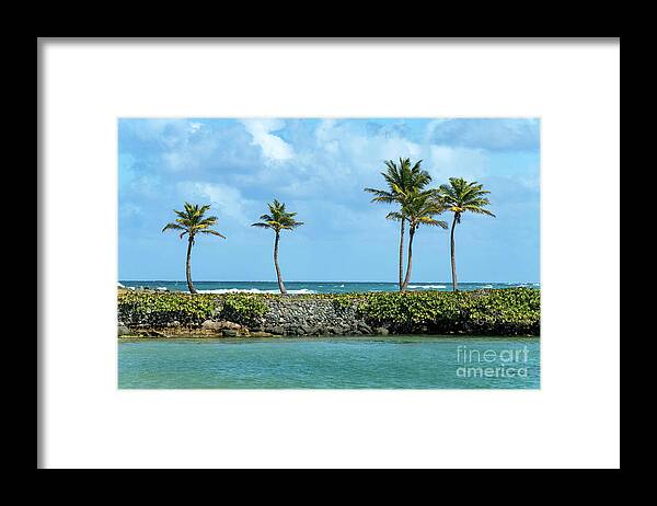 Palm Framed Print featuring the photograph Palm Trees on the Seawall, San Juan, Puerto Rico by Beachtown Views