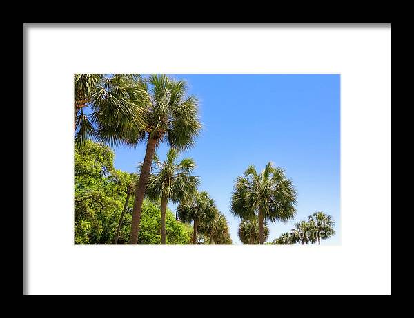 Palm Tree Framed Print featuring the photograph Palmetto Trees of Charleston Battery by Shelia Hunt