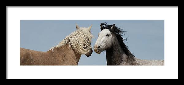 Panorama Framed Print featuring the photograph Palomino and a Gray by Mary Hone