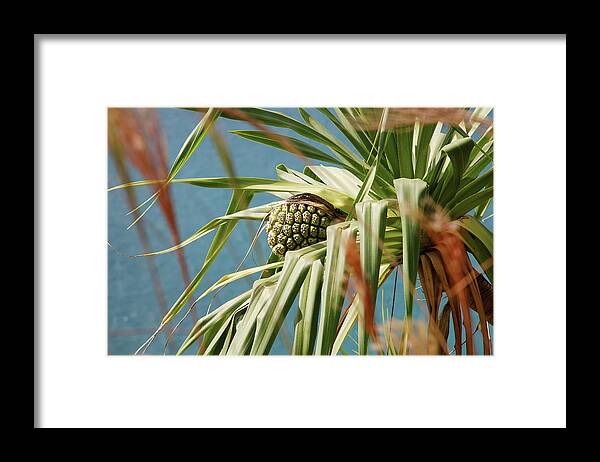 Jennifer Kane Webb Framed Print featuring the photograph Pandanus Tree on Na'Pali Coast Trail by Jennifer Kane Webb