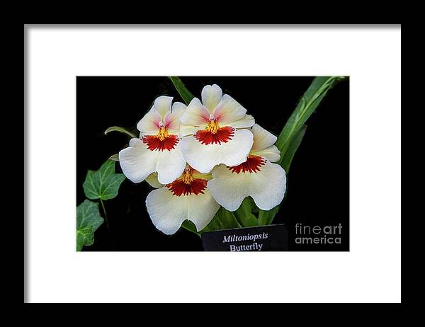 Conservatory Framed Print featuring the photograph Pansies on Parade by Marilyn Cornwell