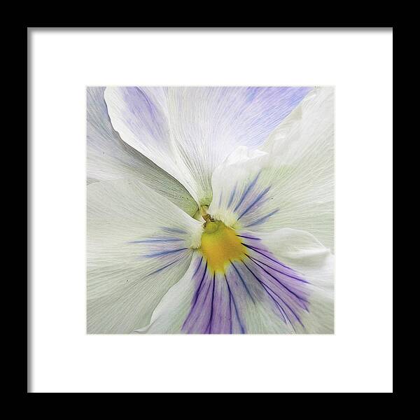 Flower Framed Print featuring the photograph Pansy Macro by Cathy Kovarik