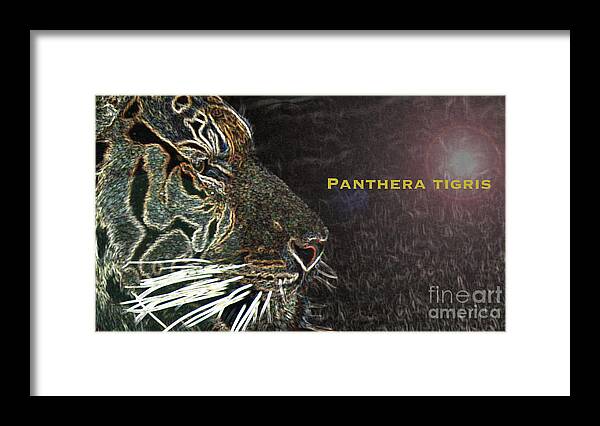 Animal Framed Print featuring the photograph Panthera Tigris by Mary Mikawoz