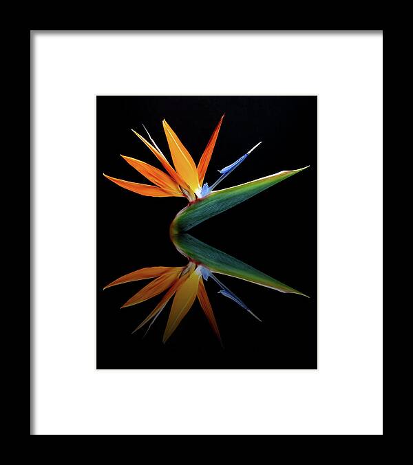Flower Framed Print featuring the photograph Paradise Reflection by Gina Fitzhugh