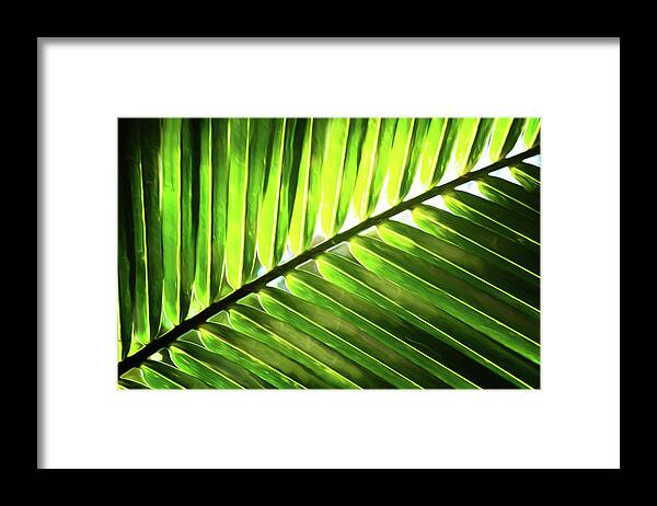 Tree Framed Print featuring the photograph Paradise Shade by Brad Barton