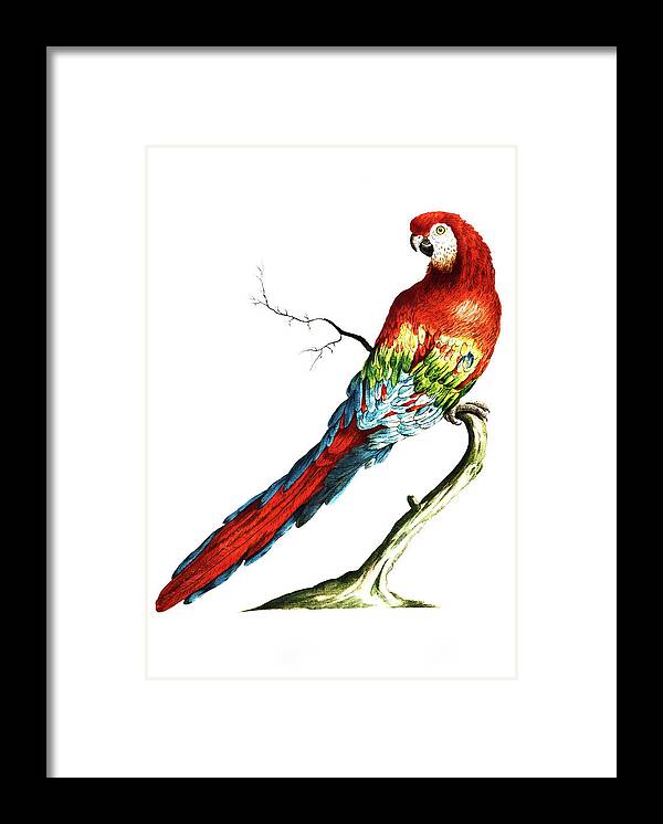 Saverio Manetti Framed Print featuring the painting Parrot called red macaw of Brazil by Saverio Manetti
