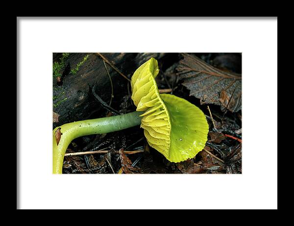 Fungi Framed Print featuring the photograph Parrot Toadstool or Parrot Waxcap, Hygrocybe psittacina by Kevin Oke