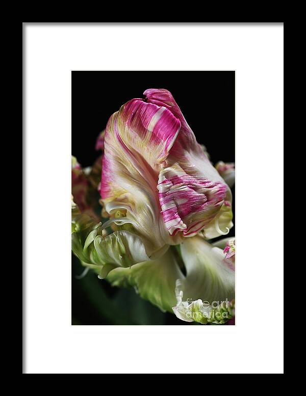 Dutch Tulip Framed Print featuring the photograph Parrot Tulip Flower by Joy Watson