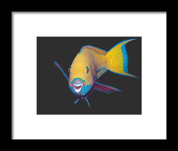 Heavybeak Parrotfish Framed Print featuring the mixed media Parrotfish - Eye catching make up on dark background - by Ute Niemann