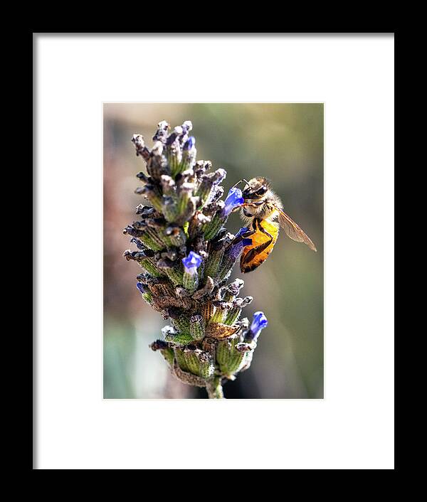 Bee Framed Print featuring the photograph Passing The Whiff Test by Joe Schofield