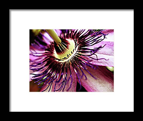 Floral Framed Print featuring the photograph Passion Flower by Jolanta Anna Karolska