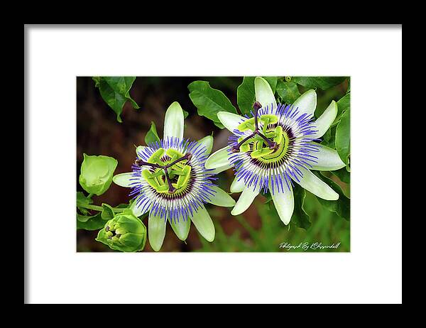 Passion Flowers Framed Print featuring the digital art Passion Flowers 09921 by Kevin Chippindall