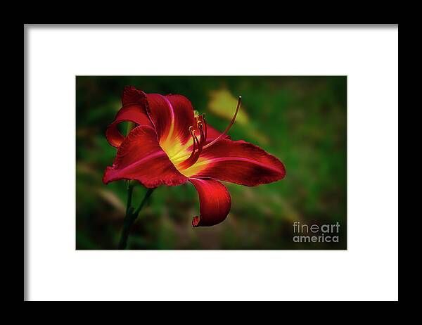 Blossom Framed Print featuring the photograph Passion for Red Daylily by Shelia Hunt