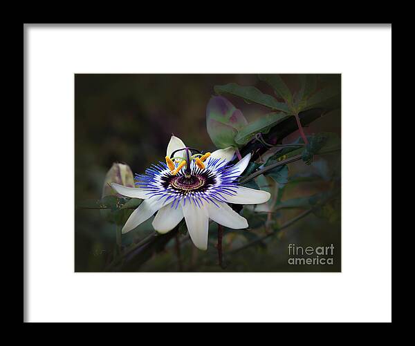 Flora Framed Print featuring the photograph Passion Fruit Flower by Elaine Teague
