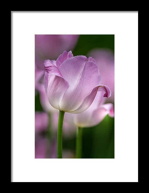 Tulip Framed Print featuring the photograph Passion by Susan Rydberg