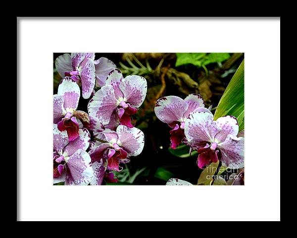 Pink Phalaenopsis Orchid Photograph Framed Print featuring the photograph Pastel Pink Orchid Blooms by Expressions By Stephanie