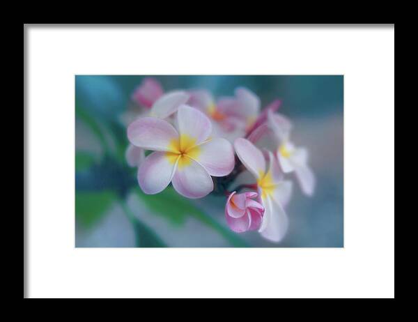 Plumeria Framed Print featuring the photograph Pastel Pink Plumerias by Jade Moon