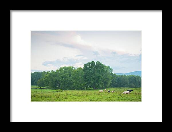 Cattle Framed Print featuring the photograph Pastoral Spring Countryside Landscape by Isabelle Bouchard