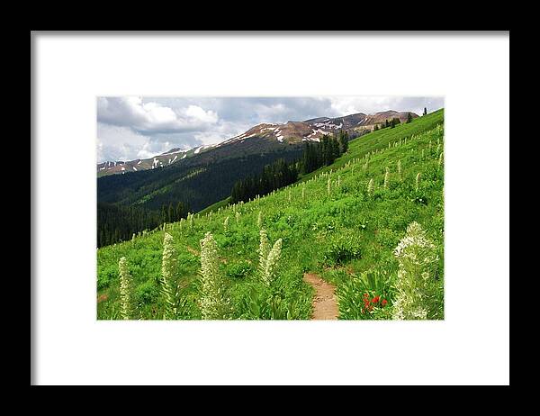 Monument Plant Framed Print featuring the photograph Path through the Monument Plants by Cascade Colors