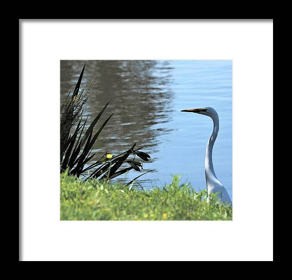 White Framed Print featuring the photograph Patience 5 by C Winslow Shafer