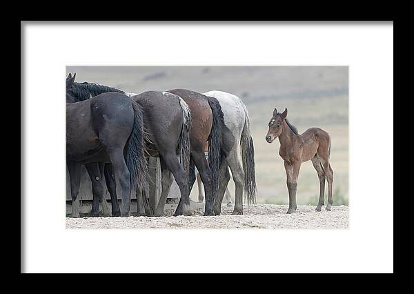 Stallion Framed Print featuring the photograph Patience. by Paul Martin