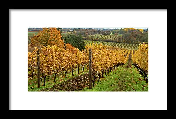 Vineyard Framed Print featuring the photograph Patterns of Fall in the Vineyard by Leslie Struxness