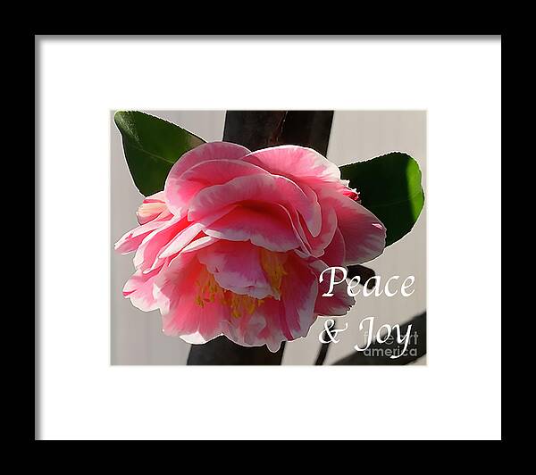 Floral Framed Print featuring the digital art Peace and Joy - Pink And White Camellia Bloom by Kirt Tisdale