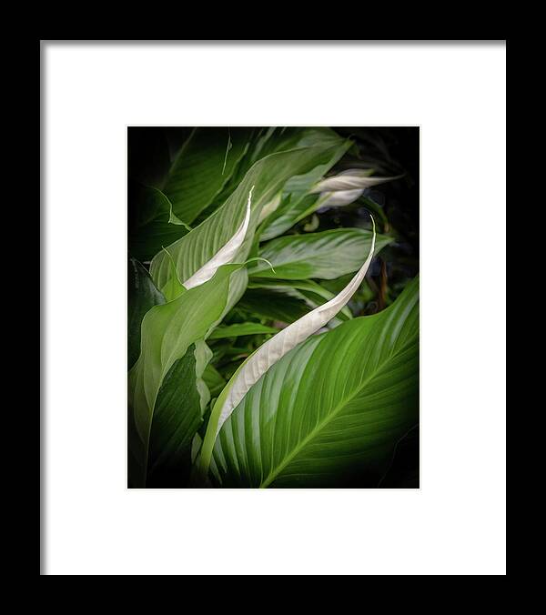Peace Lily; Merrifield Gardens; Flower; Sympathy; Curve Framed Print featuring the photograph Peace Lily by Georgette Grossman
