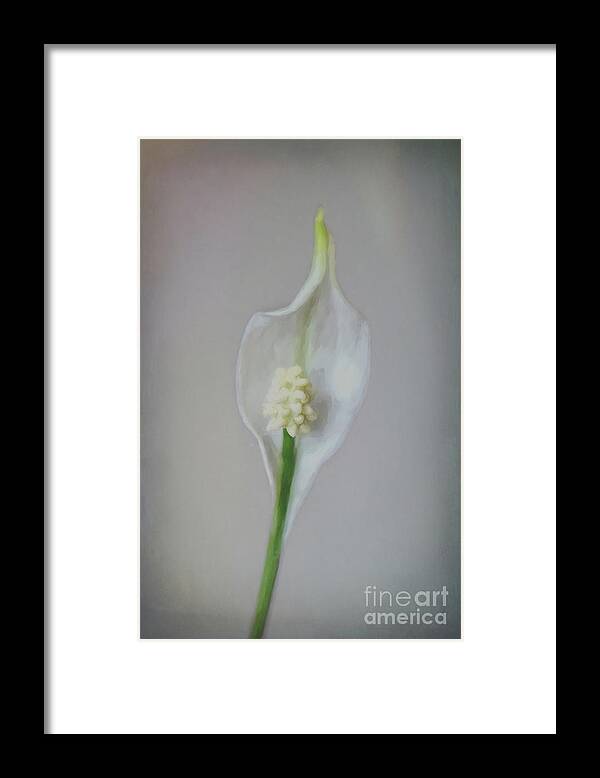 Peace Lily Framed Print featuring the photograph Peace Lily by Yvonne Johnstone