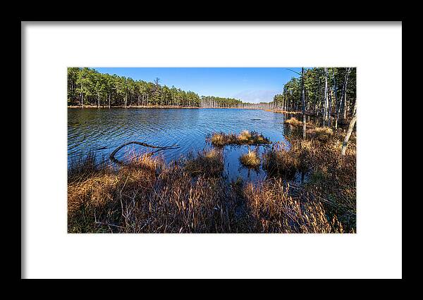 Grass Framed Print featuring the photograph Peaceful Pineland Photo by Louis Dallara