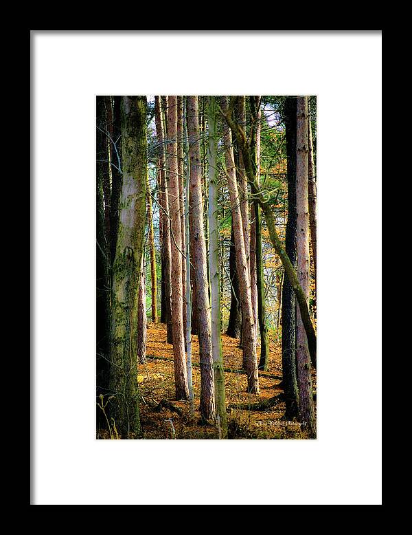 Nature Framed Print featuring the photograph Peaceful Refuge by Mary Walchuck