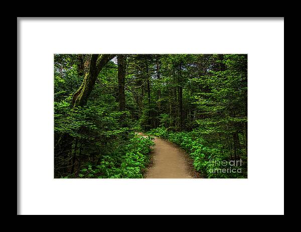 Trail Framed Print featuring the photograph Peaceful trail on Roan Mountain by Shelia Hunt