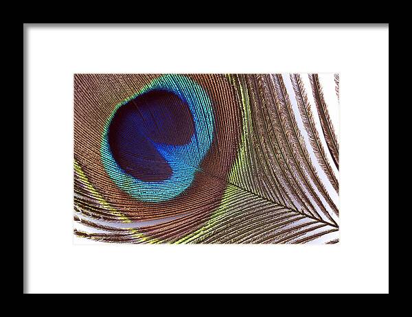 Full Frame Framed Print featuring the photograph Peacock Feather, Feather, Peacock by Rudi Von Briel