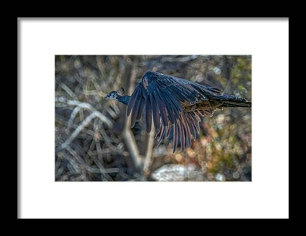 Peacock Framed Print featuring the photograph Peacock in flight by Rick Mosher