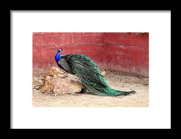 Peacock Framed Print featuring the photograph Peacock in the zoo by Constantinos Iliopoulos