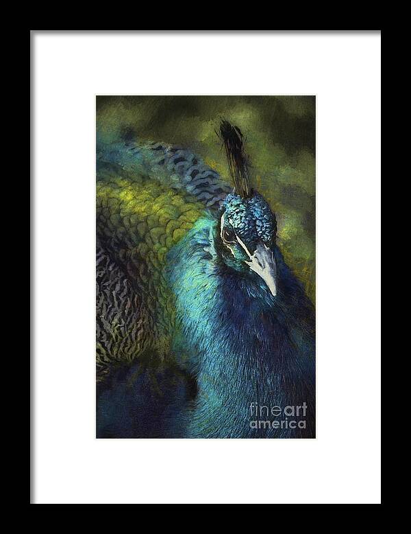 Peacock Framed Print featuring the photograph Peacock Portrait - Photoart by Philip Preston