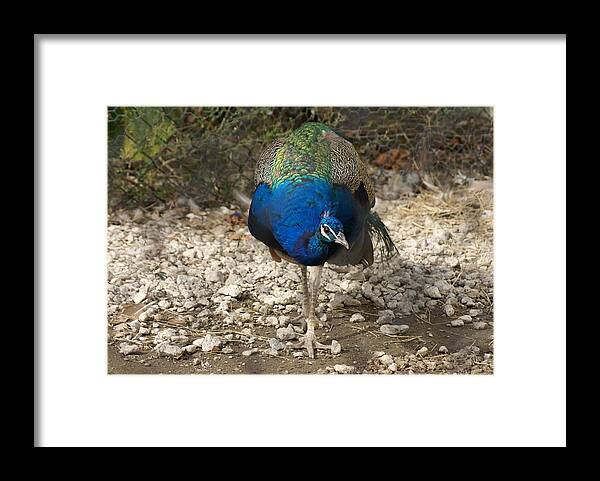  Framed Print featuring the photograph Peacock Strut by Heather E Harman
