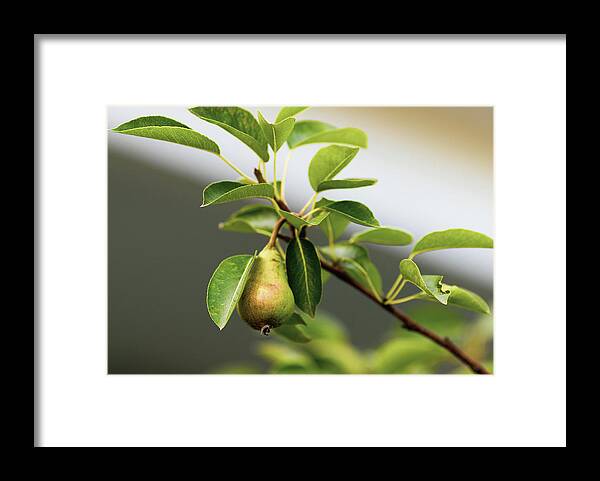 Tree Framed Print featuring the photograph Pear Tree by Amelia Pearn