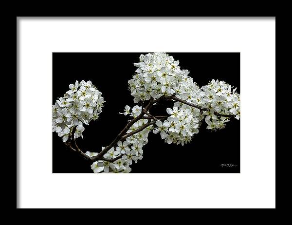 Pear Tree Framed Print featuring the photograph Pear Tree Early Blooms by Theresa D Williams