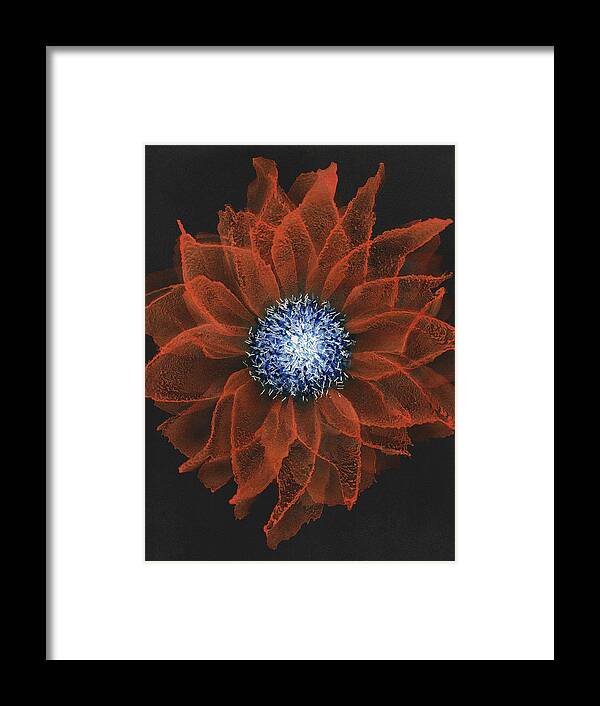 Art Framed Print featuring the painting Pearlized Bloom by Kimberly Deene Langlois