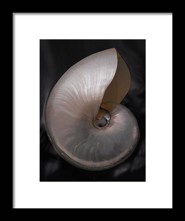 Seashell Framed Print featuring the photograph PearlNautilus by John Manno