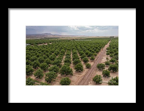 Pecan Framed Print featuring the photograph Pecan Orchard by Jim West