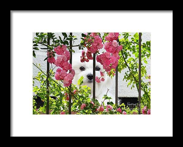 Maltese Dog Framed Print featuring the mixed media Peek-a-Boo by Morag Bates